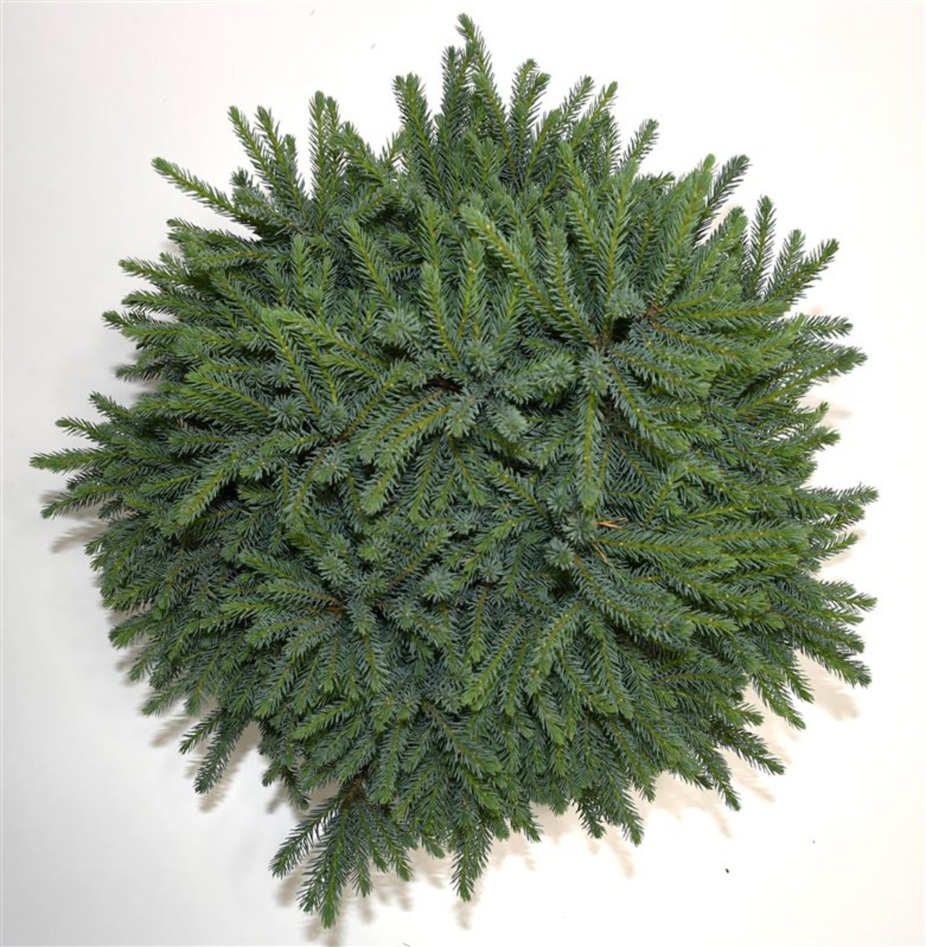 Picea gl. 'Echiniformis' - C5
